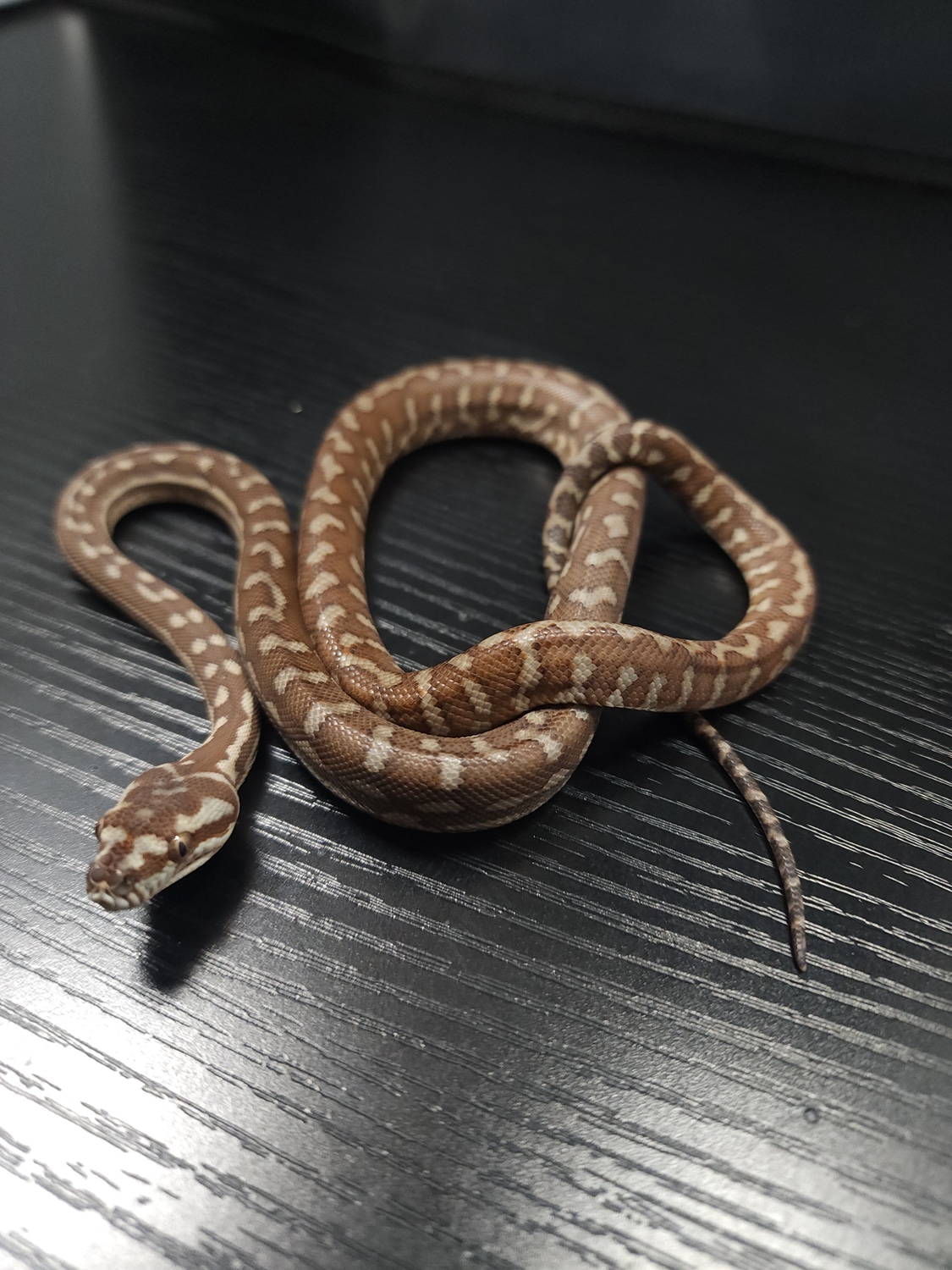 Bredli Centralian Carpet Python by Morelia House - MorphMarket