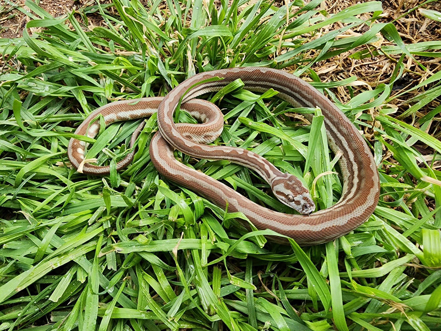 Hypo Stripe Bredli Centralian Carpet Python by Morelia House - MorphMarket