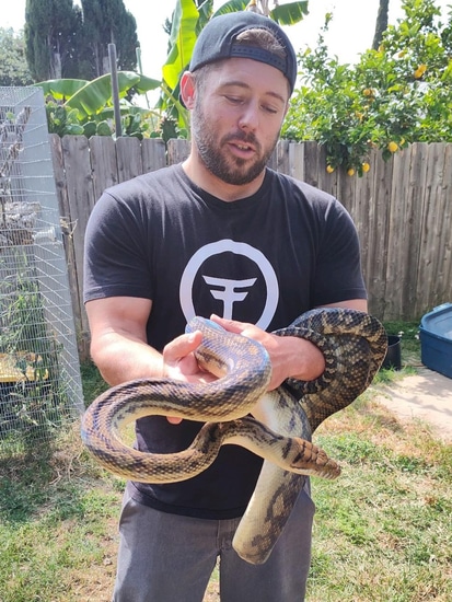 Southern Scrub Python 