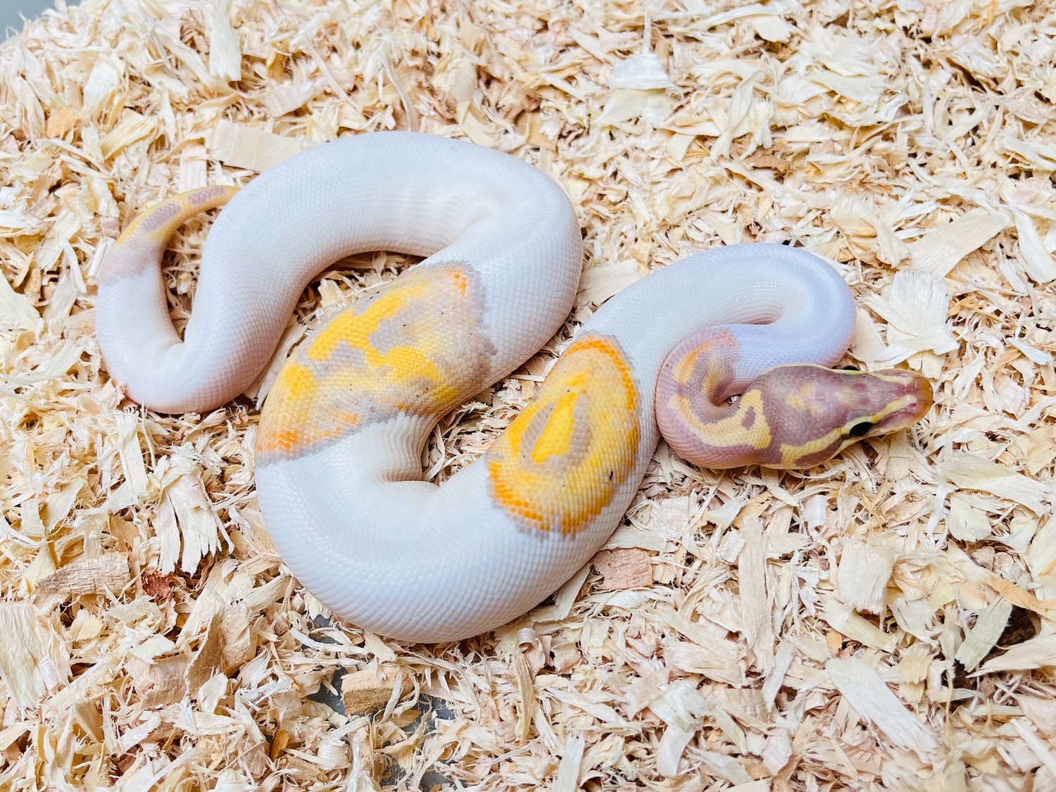 Banana (Possible Special) Pied Ball Python by Bill Meiszner - MorphMarket