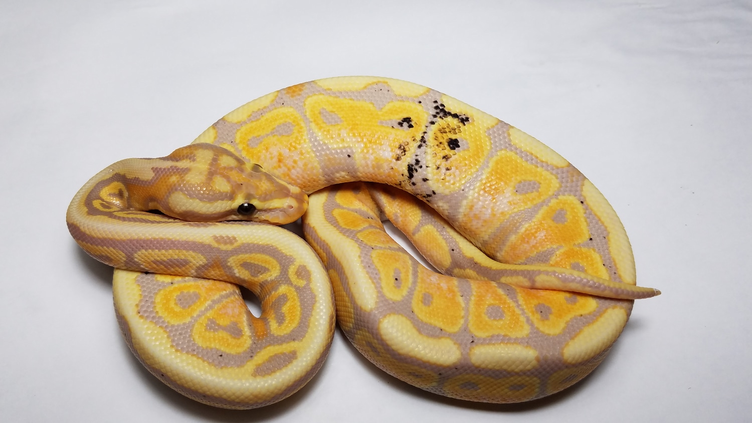 Banana Spotnose Paradox Ball Python by Morph Jungle - MorphMarket