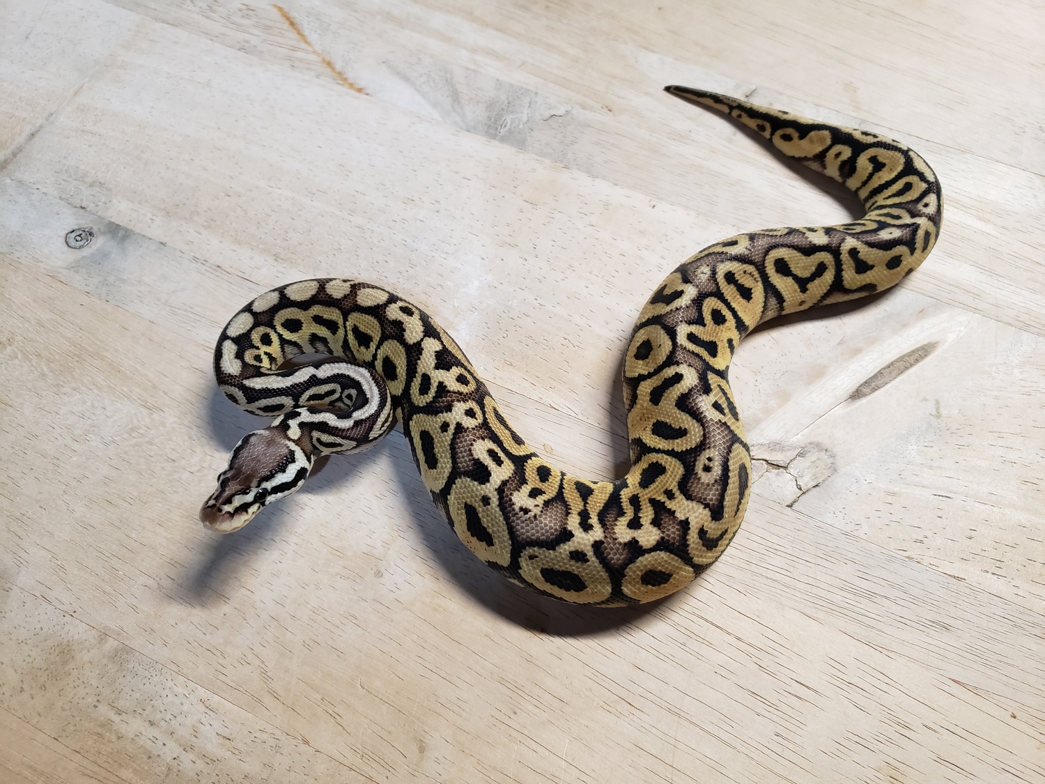 Pastel HRA Ball Python by Morph Jungle MorphMarket
