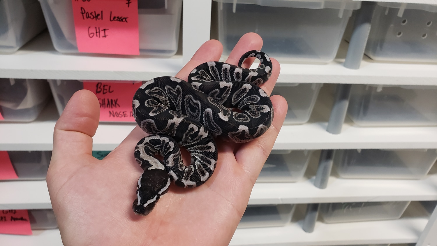 GHI VPI Axanthic Ball Python by Morph Jungle - MorphMarket
