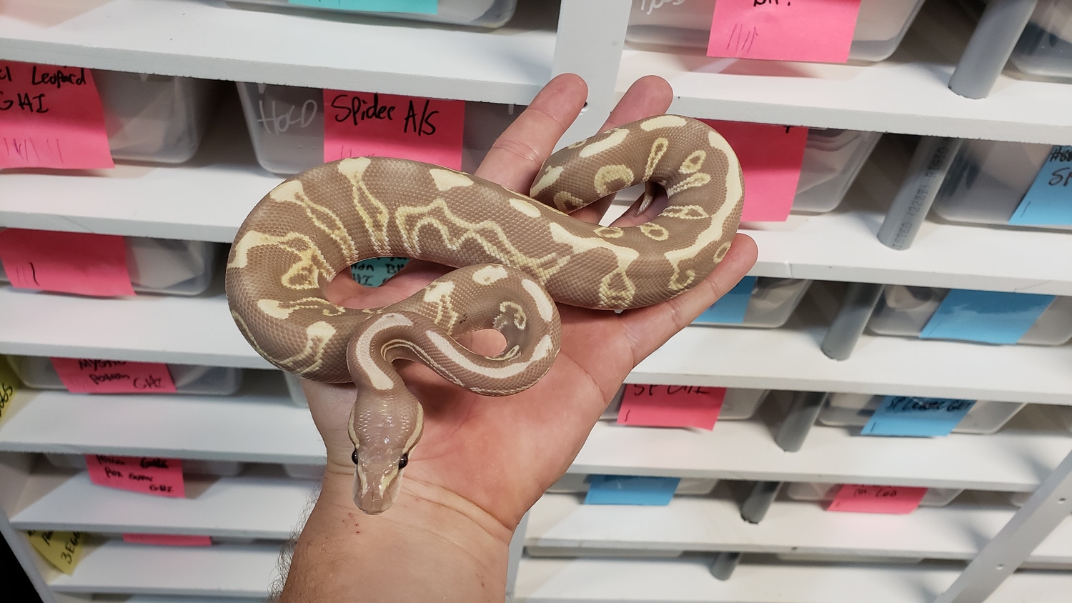 Mojave Leopard Banana GHI Ball Python by Morph Jungle MorphMarket