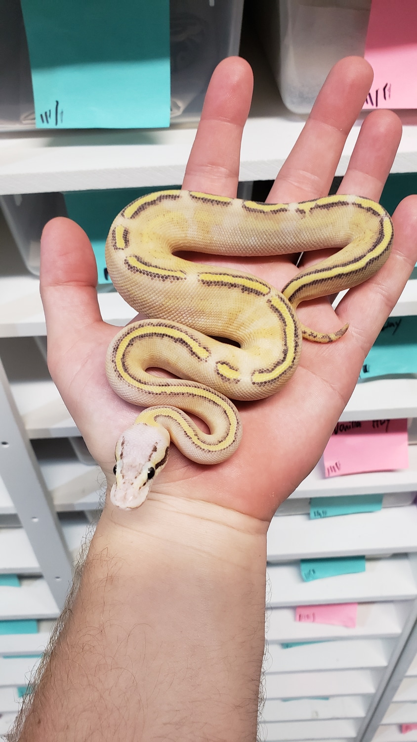 Pastel Puma Ball Python by Morph Jungle - MorphMarket