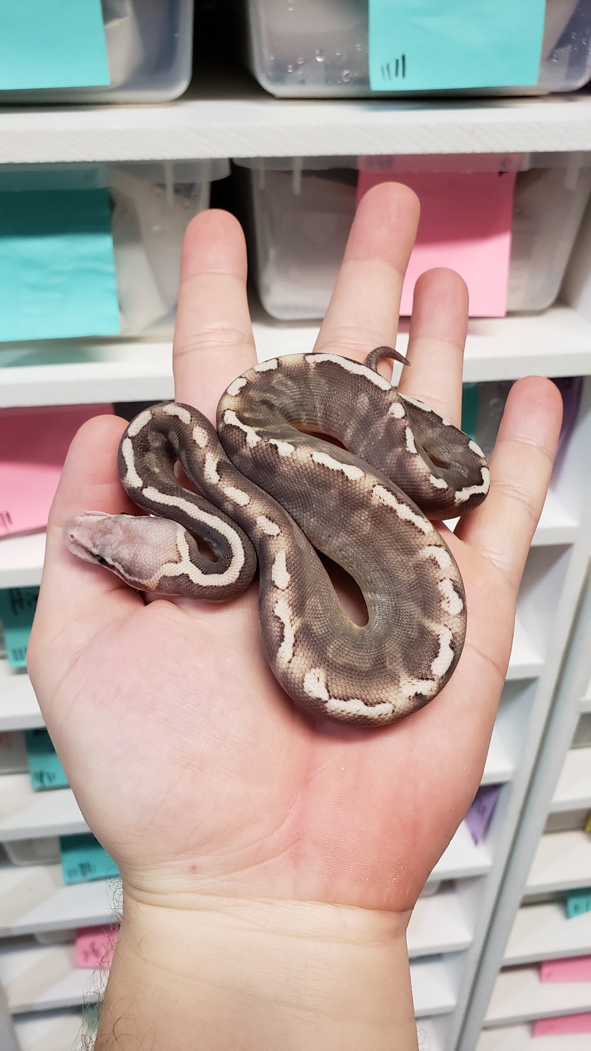 Pastel Lesser Super GHI Ball Python by Morph Jungle - MorphMarket