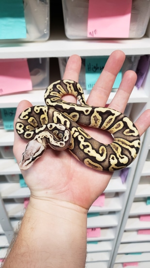 Lemonback Ball Python Morph Pastel Lemonback GHI Ball Python by Morph Jungle