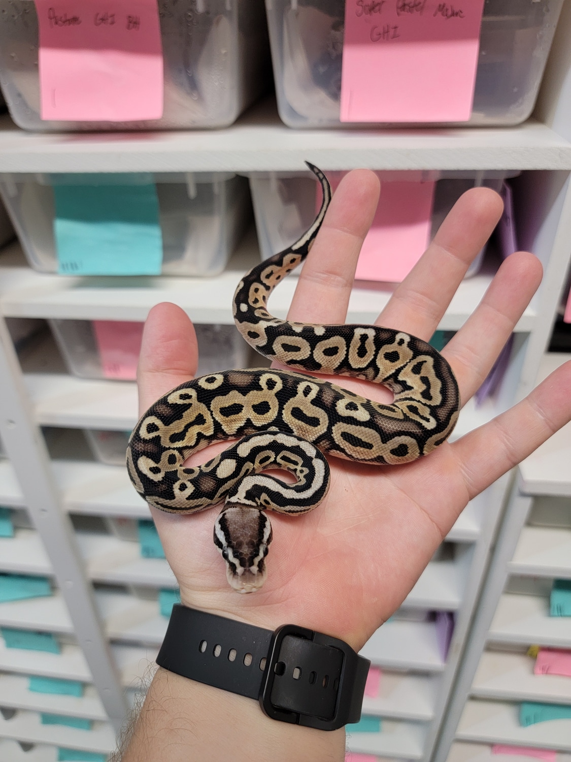 Pastel HRA Ball Python by Morph Jungle MorphMarket