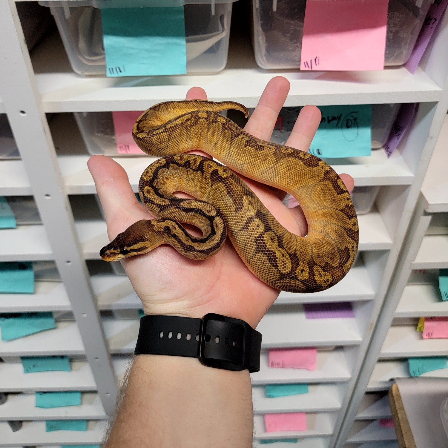 Sunset Ball Python by Morph Jungle - MorphMarket