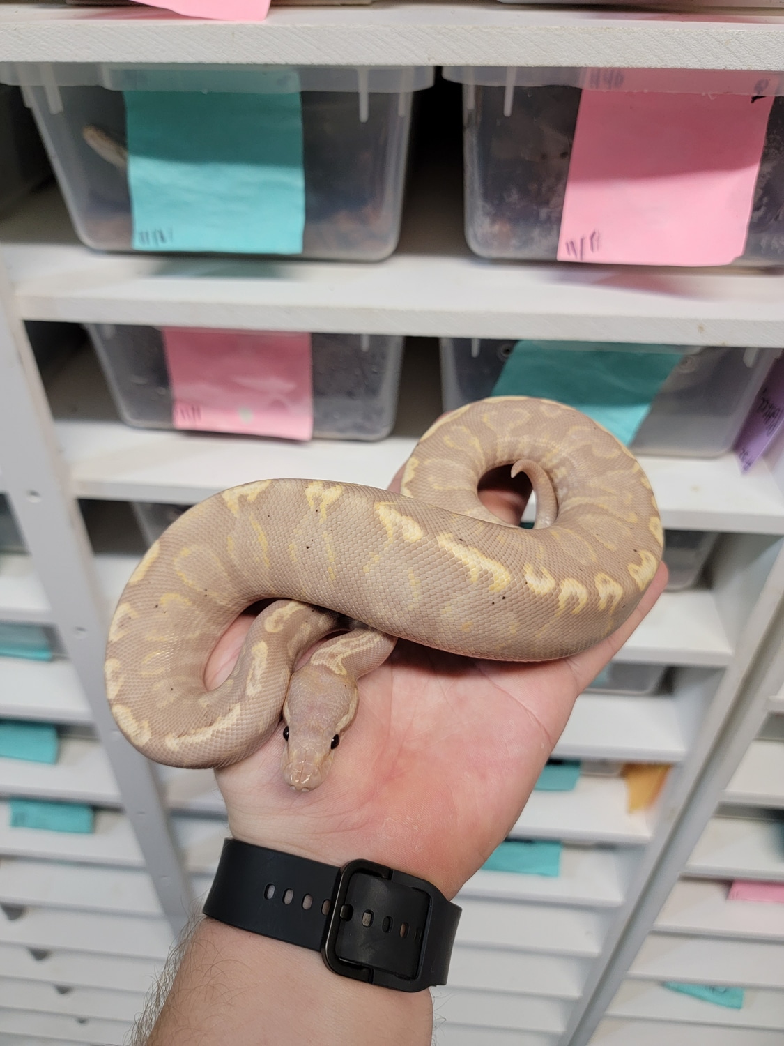 Banana Super GHI Ball Python by Morph Jungle MorphMarket