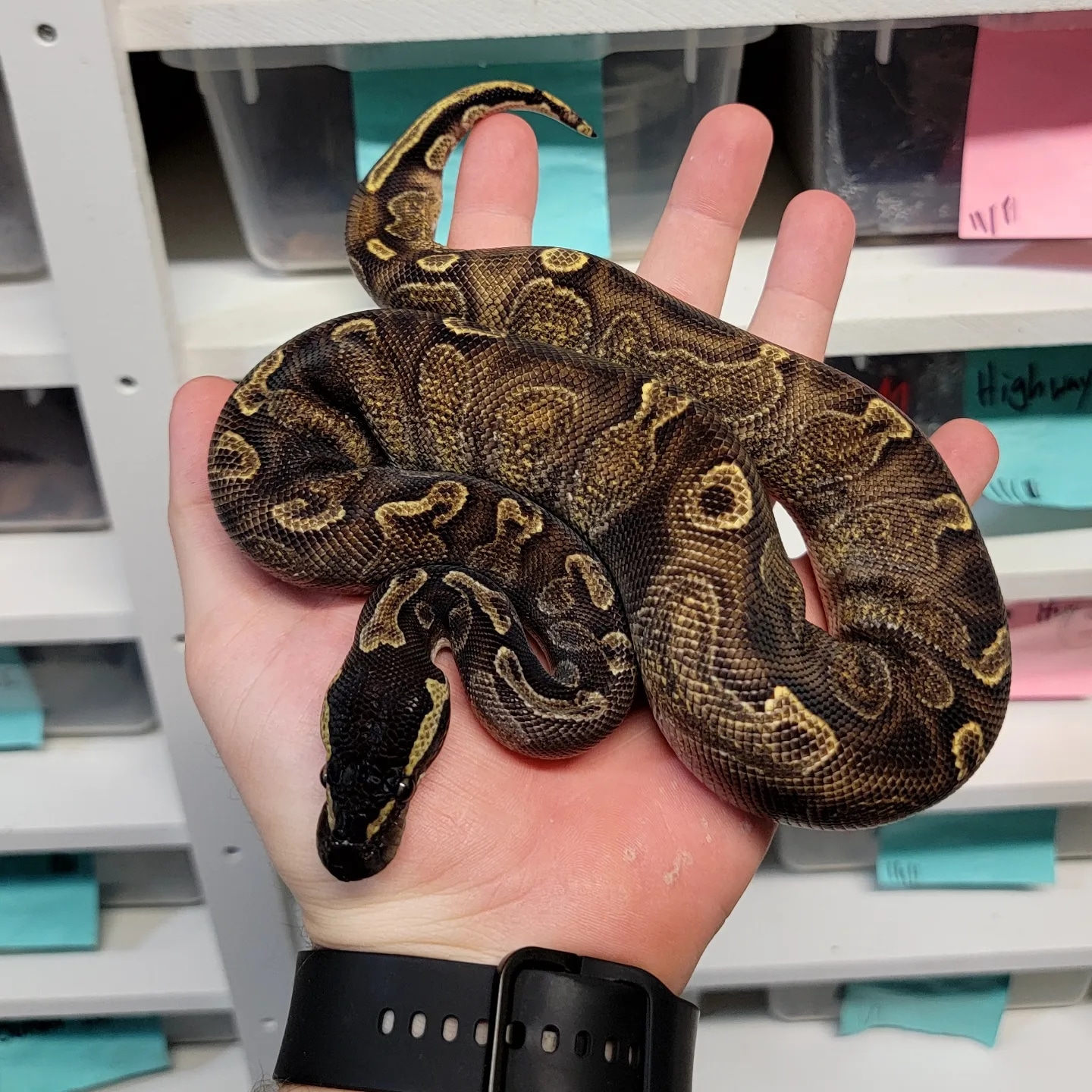 Enchi GHI Blackhead 66 Het Pied Pos Yellowbelly Ball Python by Morph
