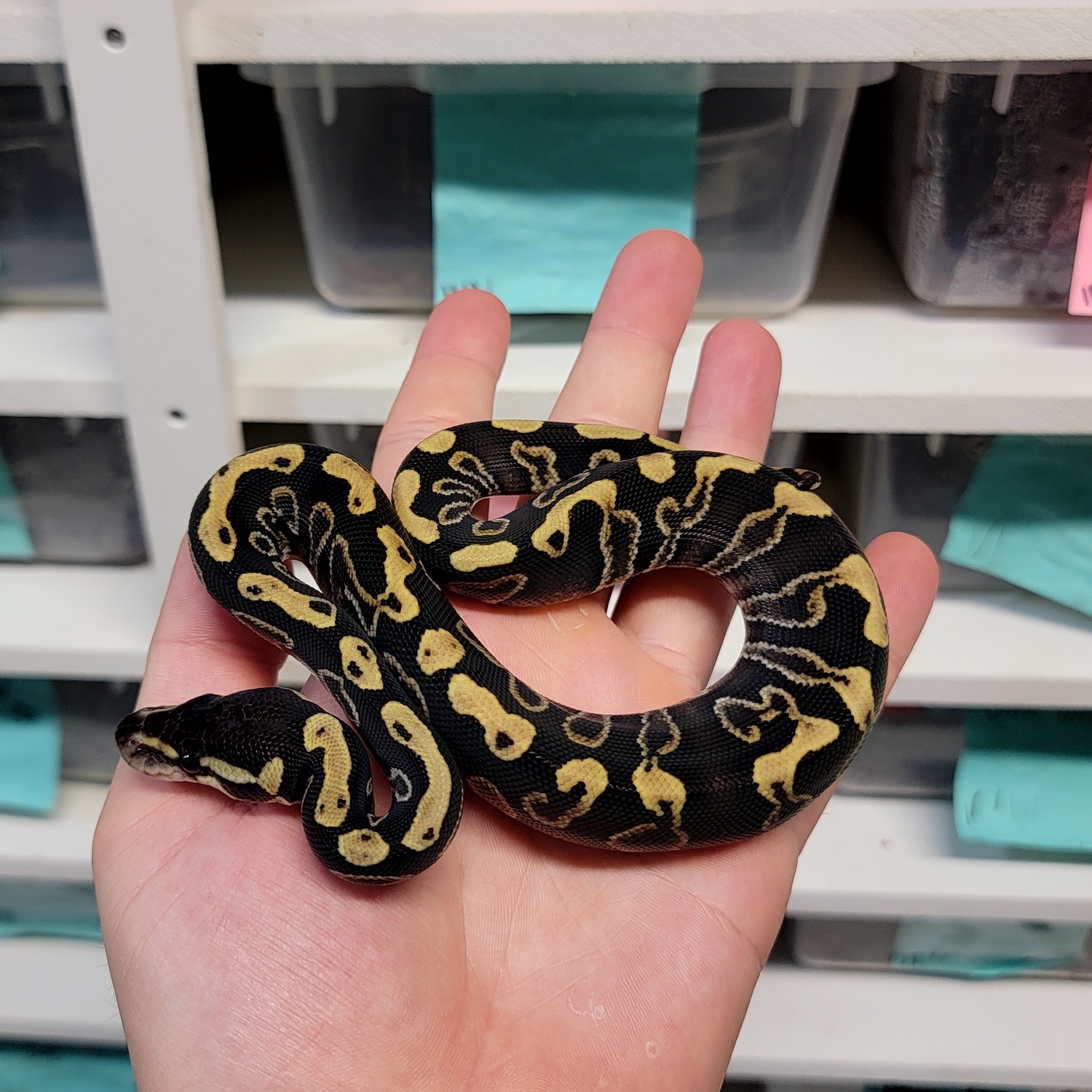Mystic GHI Het DG Ball Python by Morph Jungle - MorphMarket