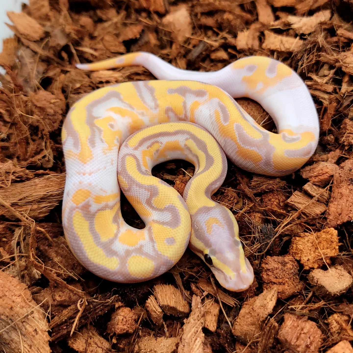 Banana Enchi Pied Ball Python by Morph Jungle MorphMarket