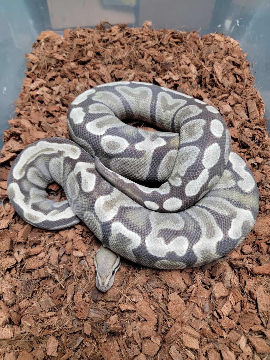 GHI DG Ball Python by Morph Jungle - MorphMarket