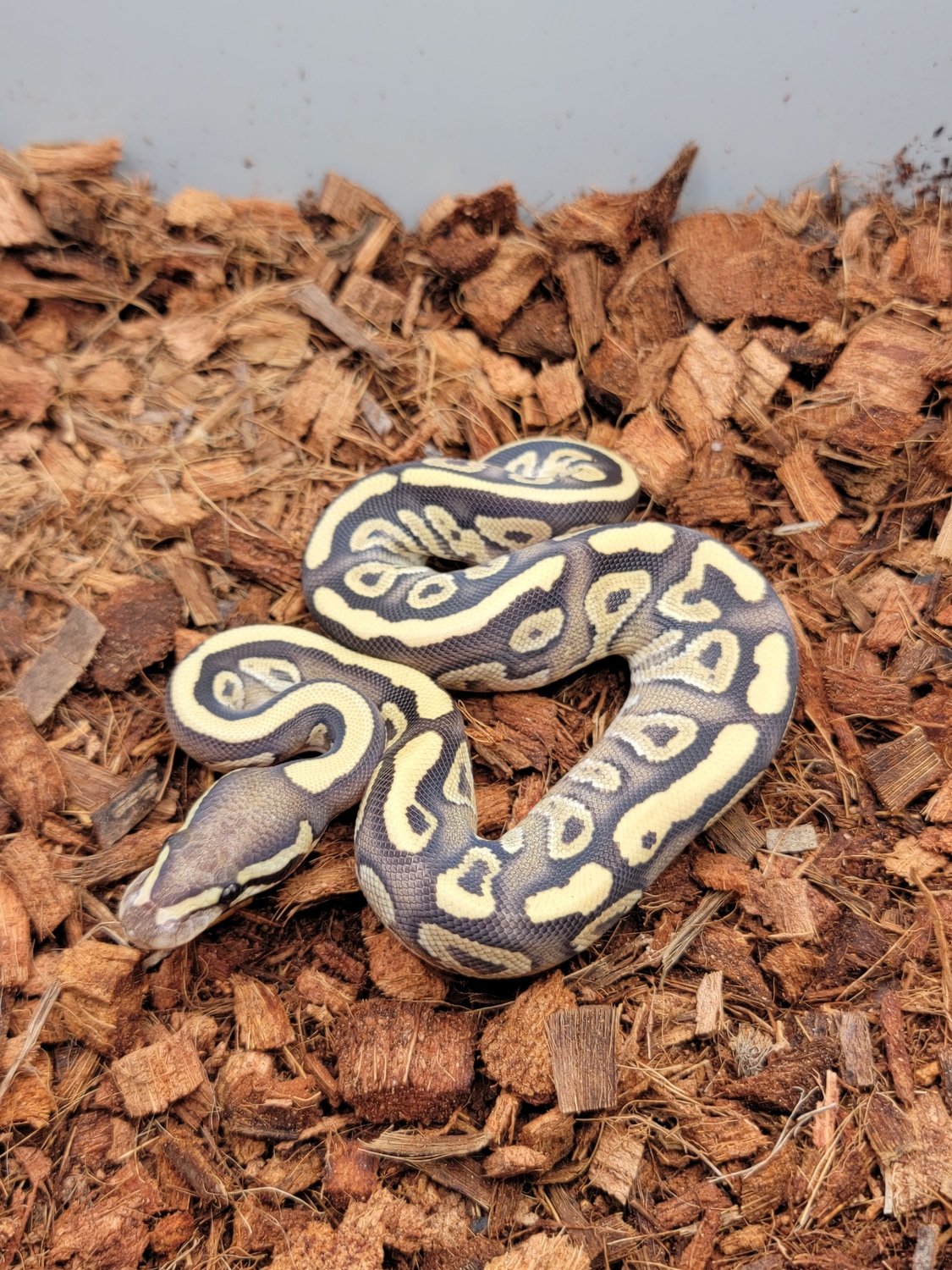 Mojave Fire Ball Python by Morph Jungle - MorphMarket