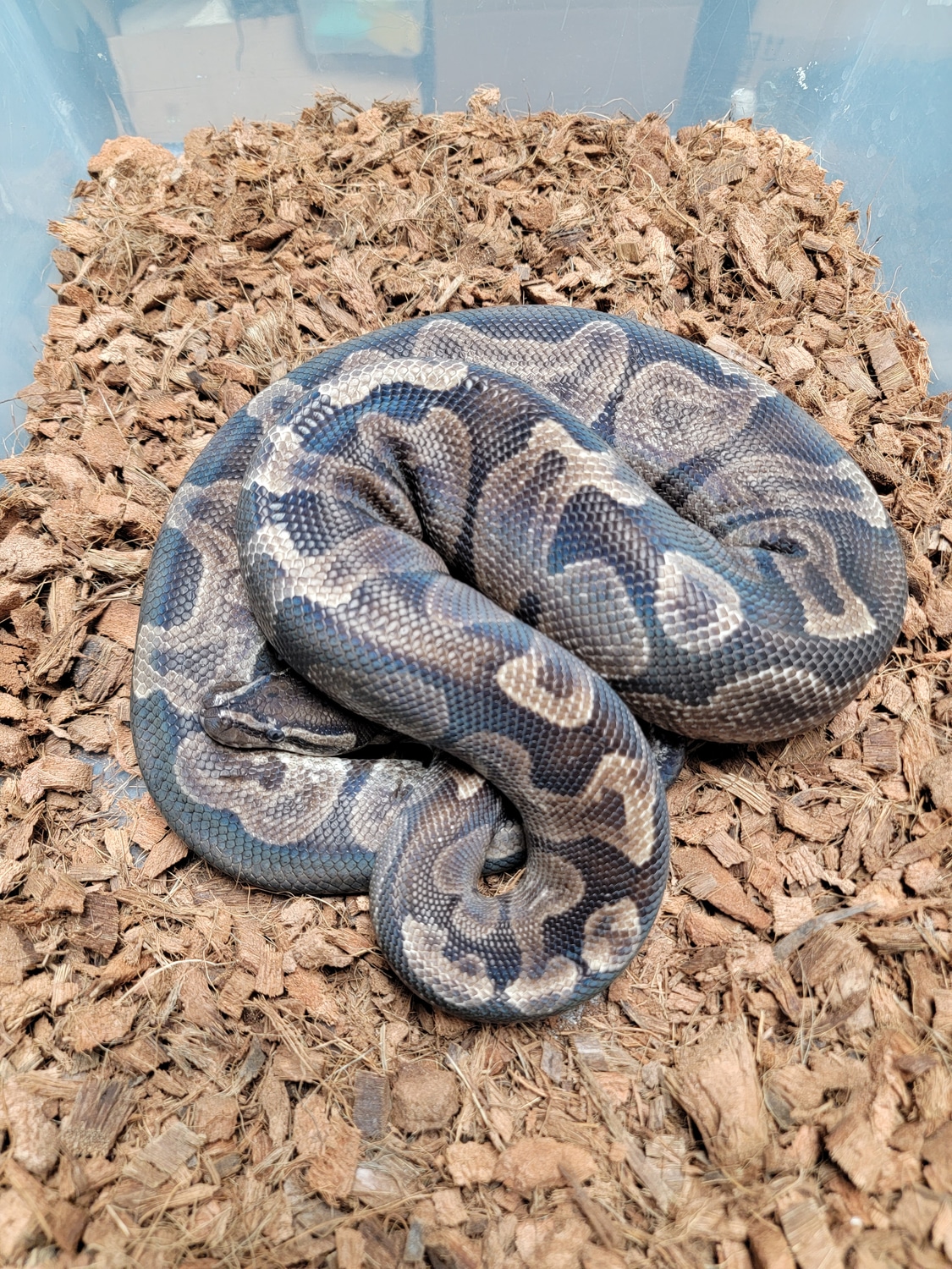 GHI Het VPI Axanthic Ball Python by Morph Jungle - MorphMarket