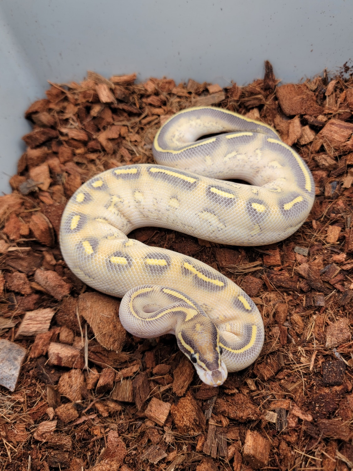 GHI Enchi Highway Ball Python by Morph Jungle - MorphMarket