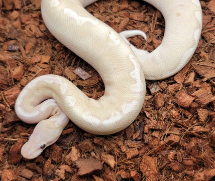 GHI Yellowbelly Blackhead Ball Python by Morph Jungle - MorphMarket