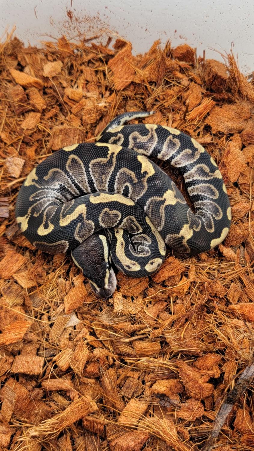 GHI DH VPI Axanthic DG Ball Python by Morph Jungle - MorphMarket