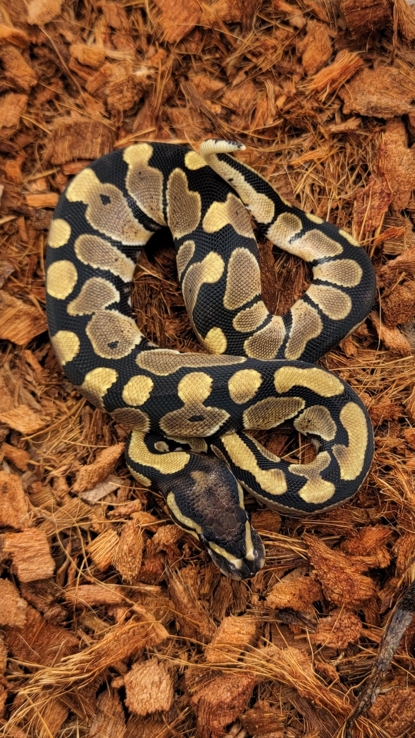 DH VPI Axanthic DG Ball Python by Morph Jungle - MorphMarket