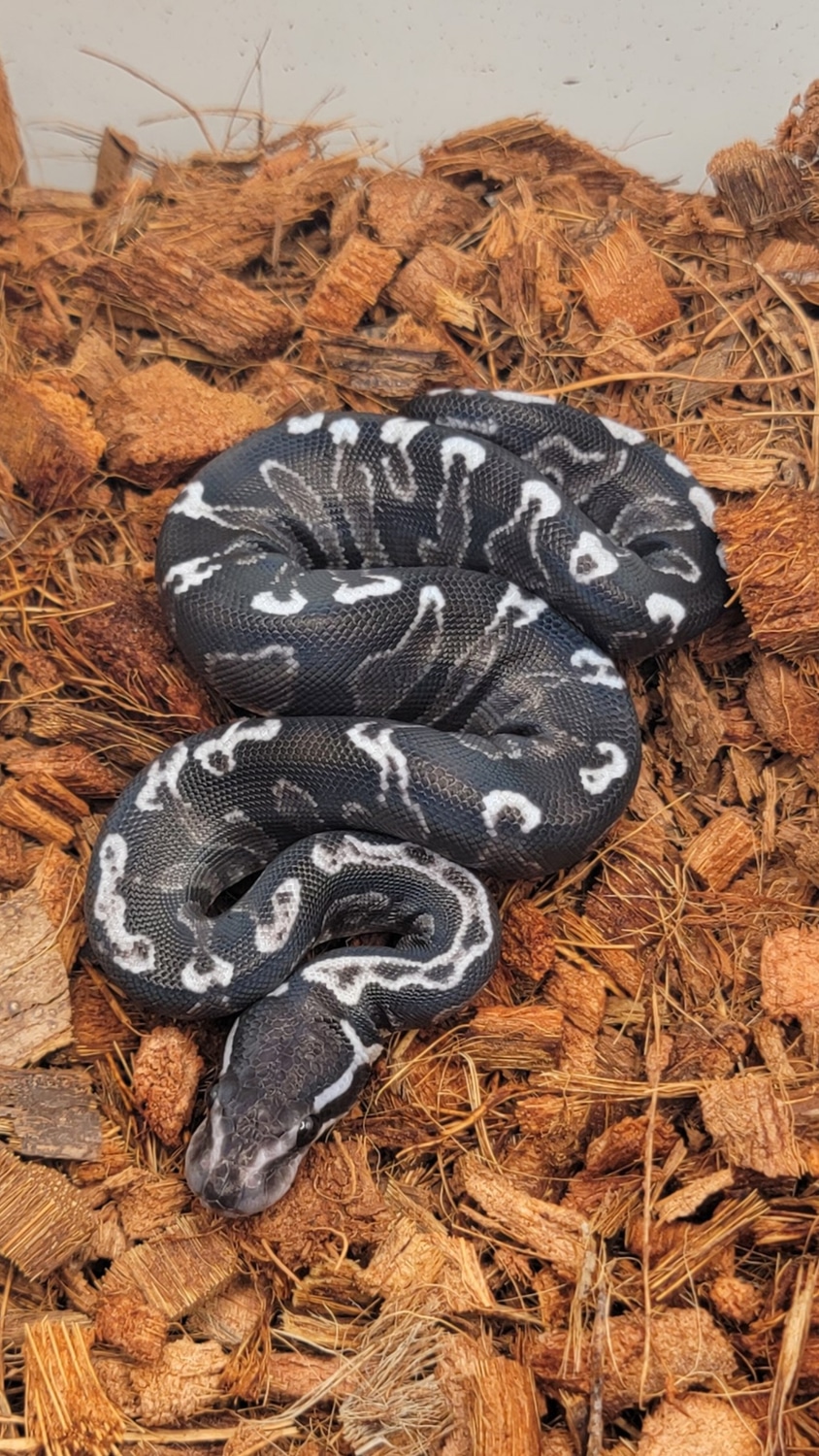 Super GHI VPI Axanthic Ball Python by Morph Jungle - MorphMarket