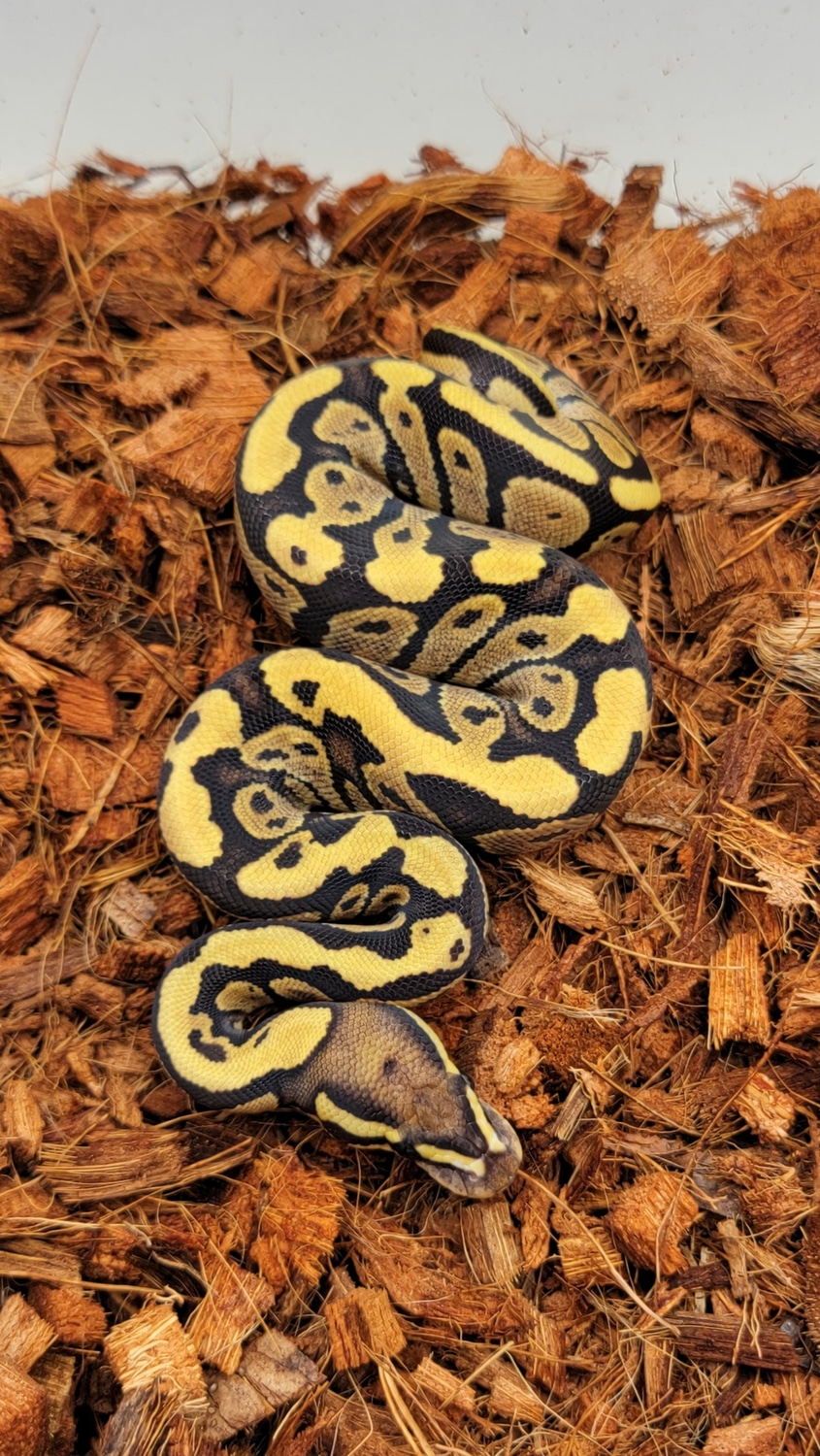 Fire Het Sunset Ball Python by Morph Jungle - MorphMarket