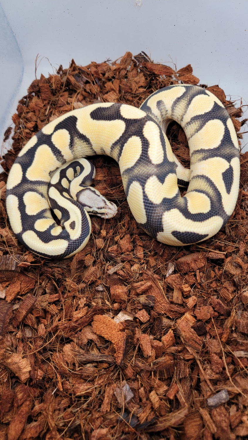 Pastel Enchi DG Ball Python by Morph Jungle - MorphMarket