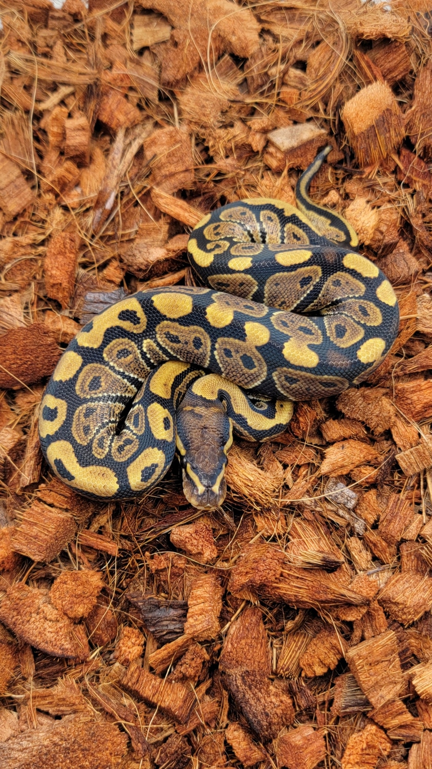 DH Sunset Ultramel Ball Python by Morph Jungle - MorphMarket