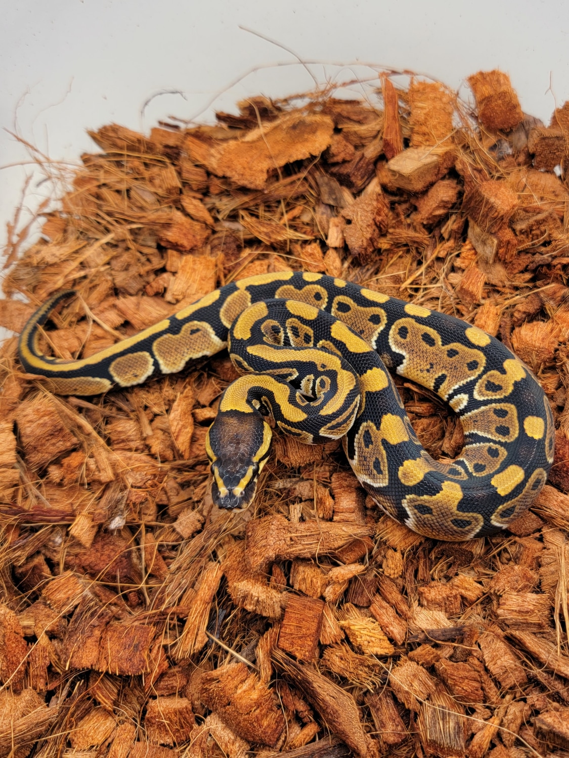 DH Clown Pied Ball Python by Morph Jungle - MorphMarket