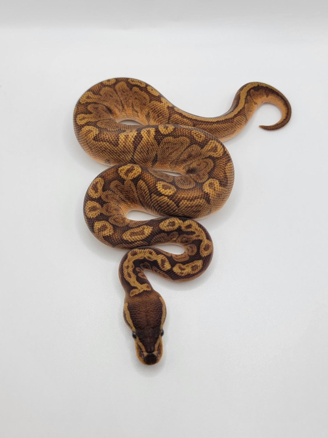 Sunset Ball Python by Morph Jungle - MorphMarket