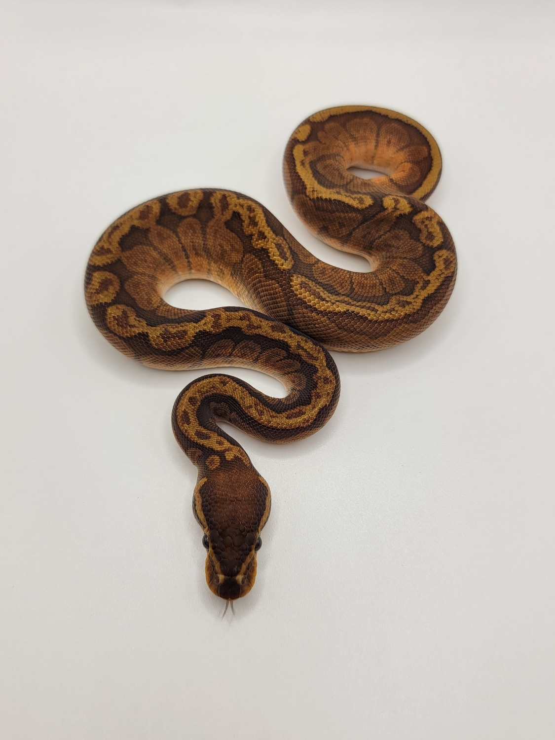 Sunset Ball Python by Morph Jungle - MorphMarket
