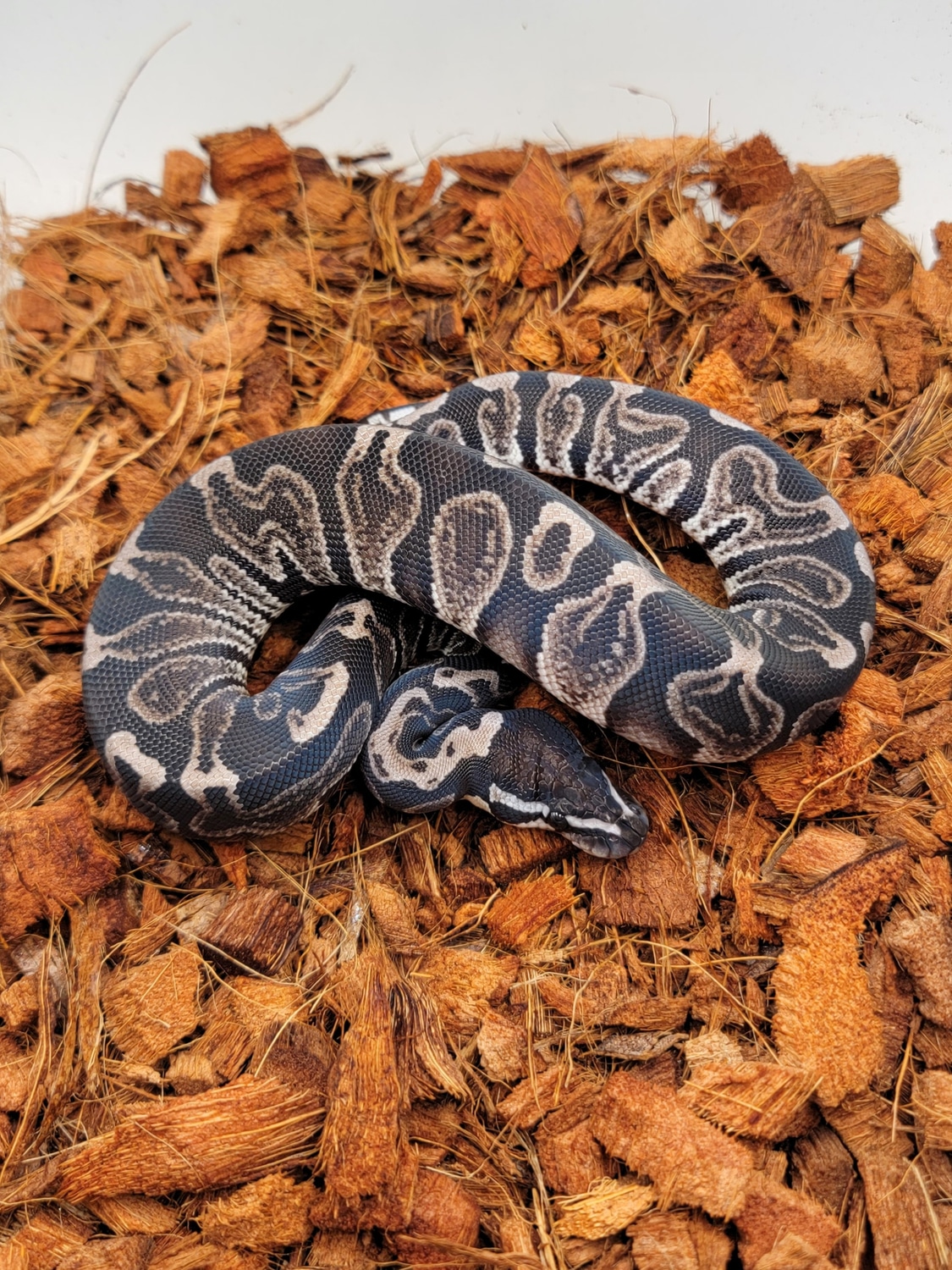 GHI VPI Axanthic Ball Python by Morph Jungle - MorphMarket