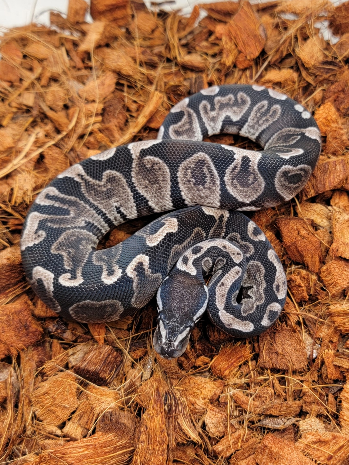 GHI VPI Axanthic Ball Python by Morph Jungle - MorphMarket
