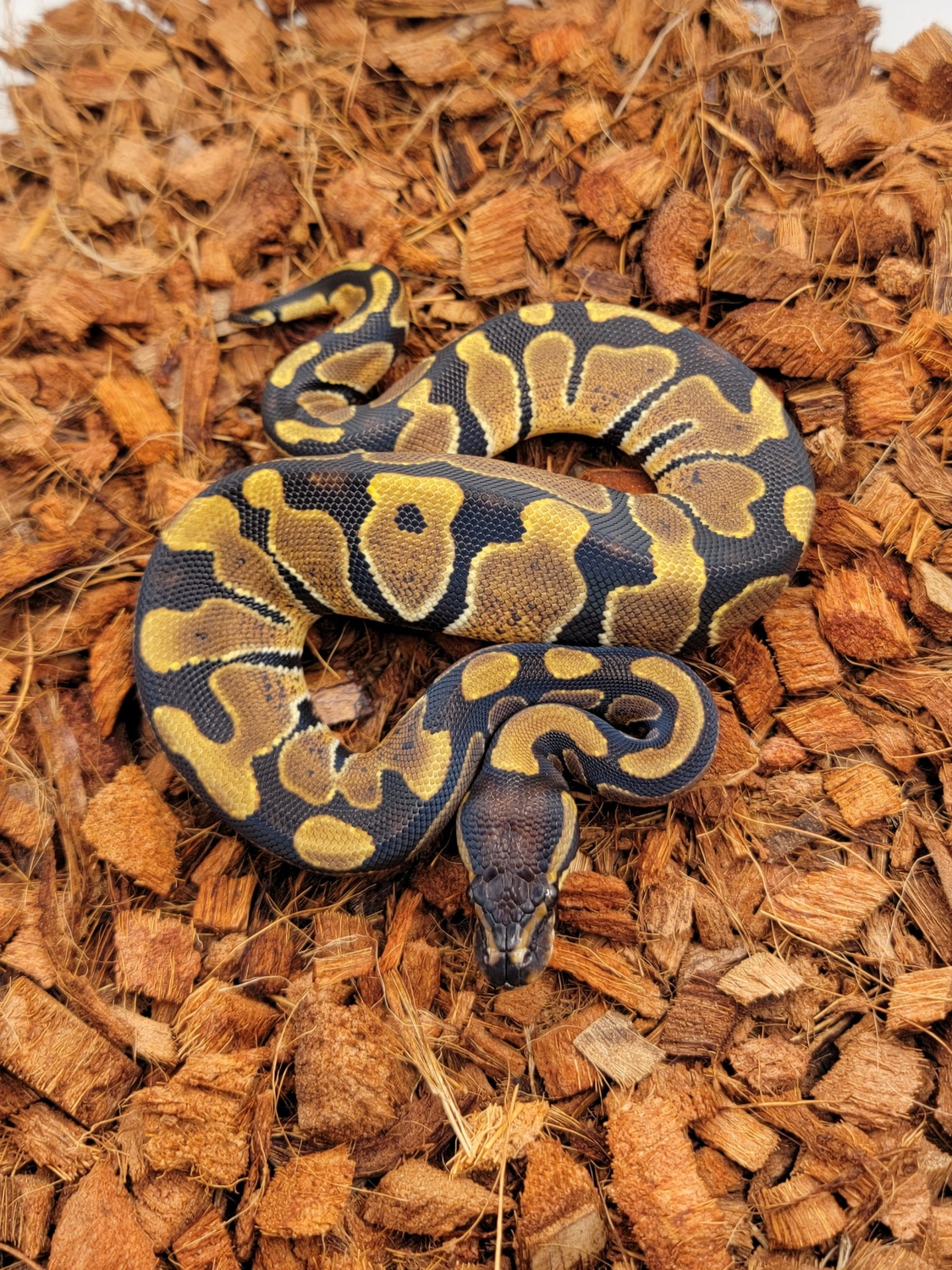 Het DG Ball Python by Morph Jungle - MorphMarket