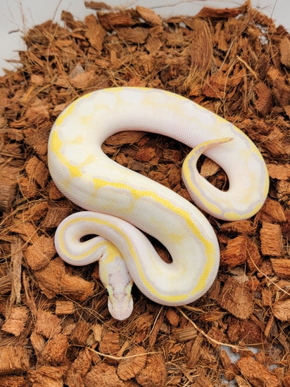 Super Pastel Enchi Vanilla Highway Ball Python by Morph Jungle