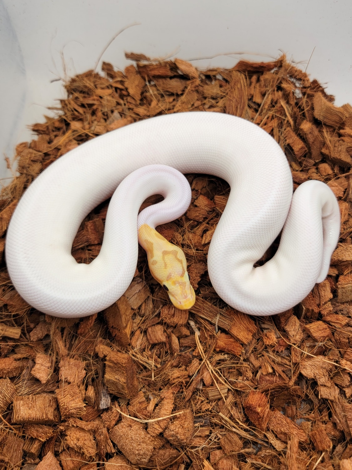 Banana Enchi Spider Pied Ball Python by Morph Jungle - MorphMarket