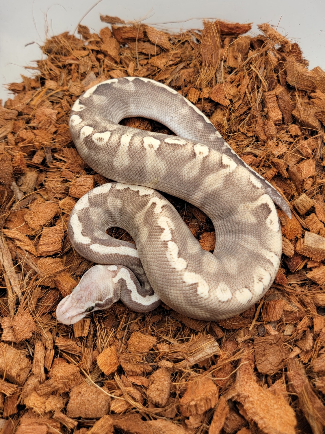 Pastel Lesser Super GHI Het Ultramel Ball Python by Morph Jungle ...