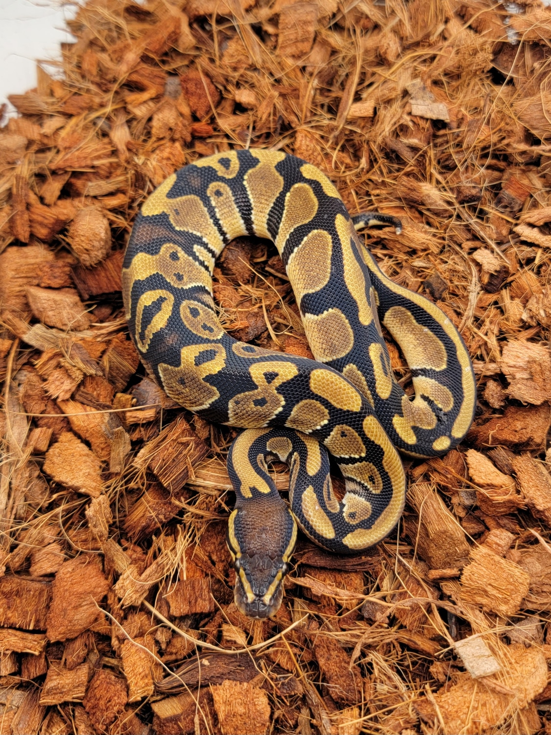 DH Sunset Pied Ball Python by Morph Jungle - MorphMarket