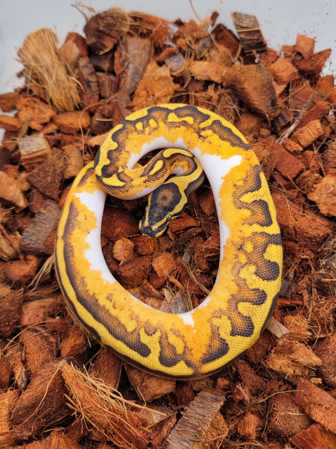 Enchi Yellowbelly Pied Ball Python by Morph Jungle - MorphMarket