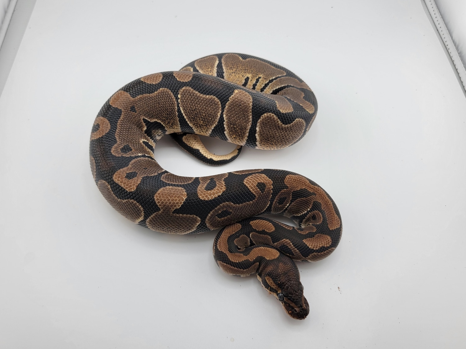 DH VPI Axanthic DG Ball Python by Morph Jungle - MorphMarket