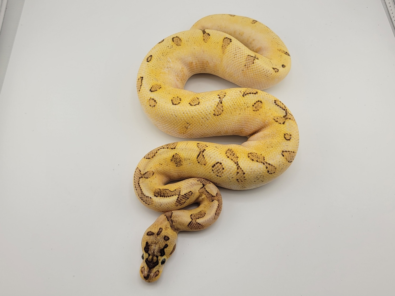 Super Enchi Spider Freeway Ball Python by Morph Jungle MorphMarket