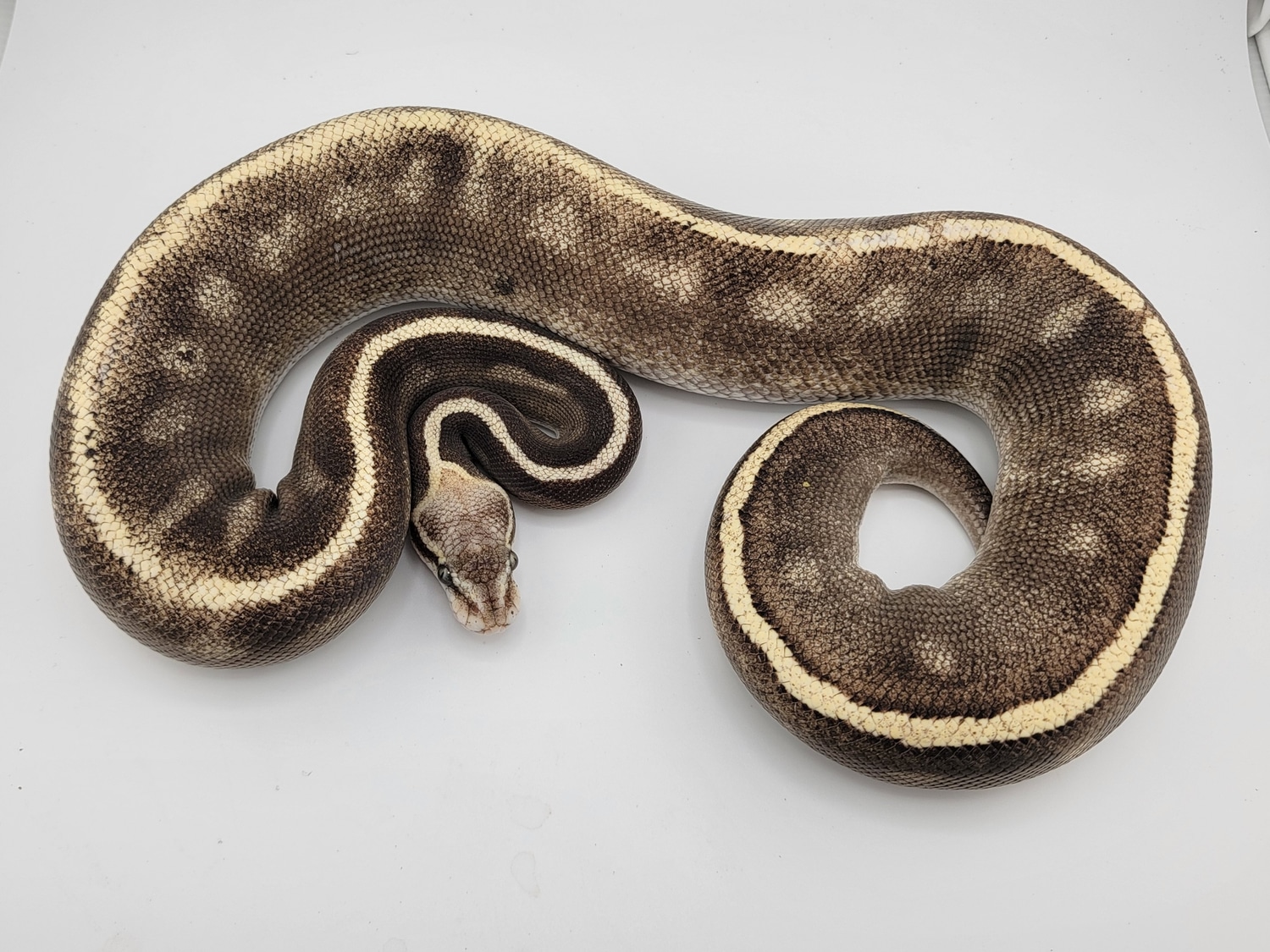 Pastel Lesser Blackhead Super GHI Ball Python by Morph Jungle - MorphMarket