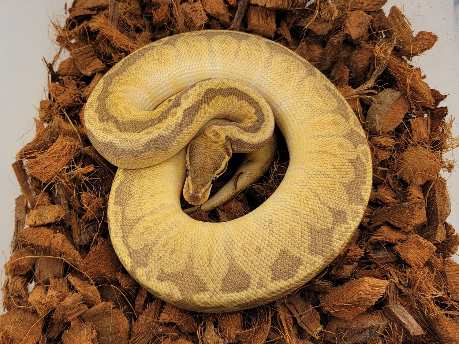 Fire Sunset Ball Python by Morph Jungle - MorphMarket