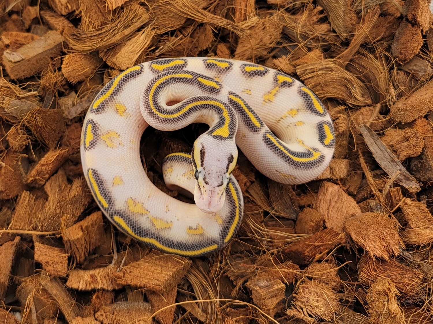 Pastel Highway Ball Python by Morph Jungle - MorphMarket