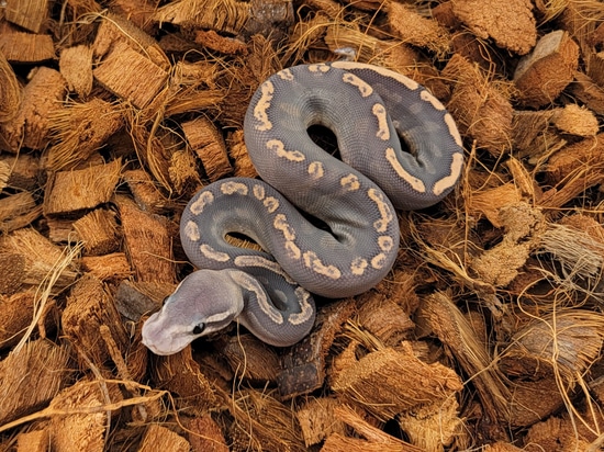 Super GHI Special Hypo Ball Python by Morph Jungle