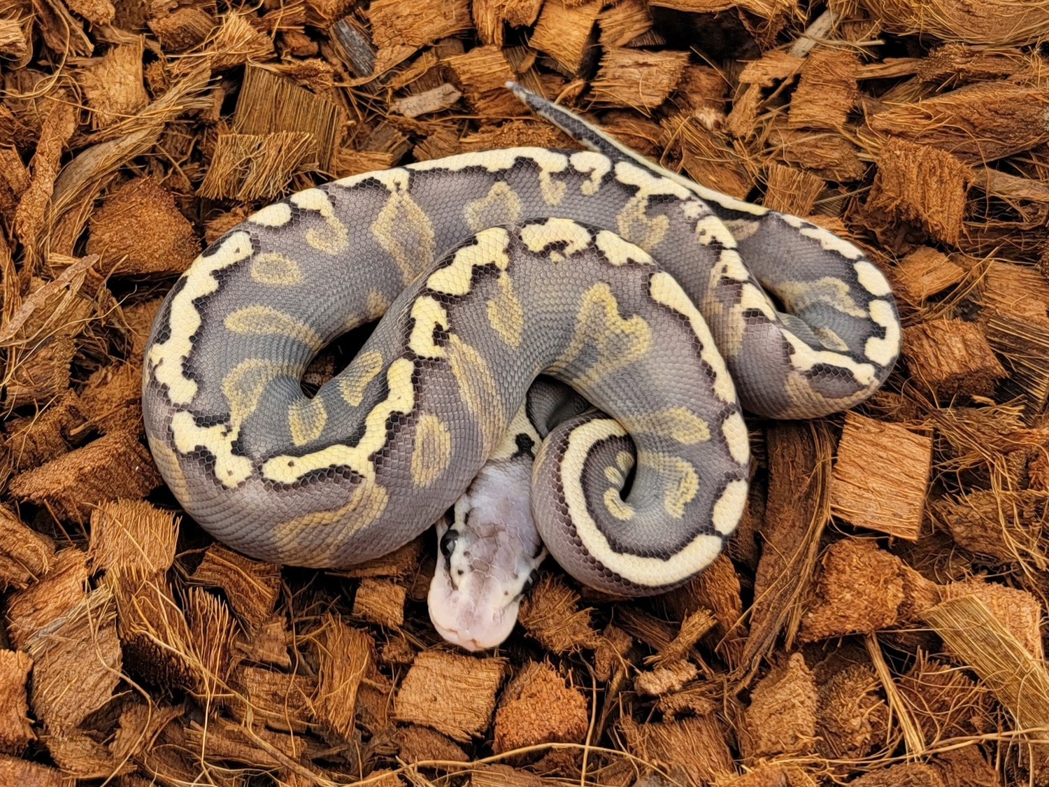 Super GHI Super Pastel Ball Python by Morph Jungle - MorphMarket