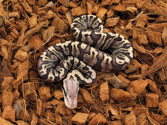 Pastel Super GHI DH Sunset Clown Ball Python by Morph Jungle