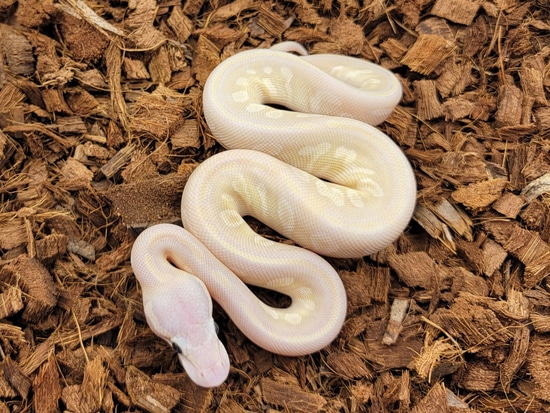 Pastel Crystal Pos Cypress, Fire, YB Het Clown Ball Python by Morph Jungle