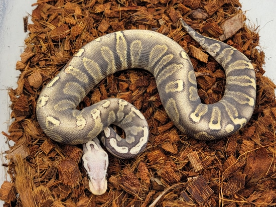 Pastel Vanilla Super GHI Het Sunset Ball Python by Morph Jungle