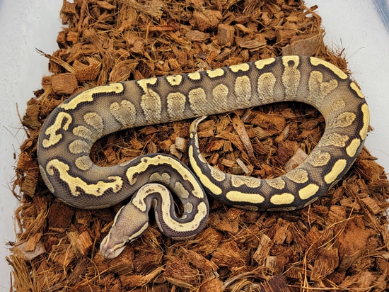 GHI Fire Calico Het Sunset Ball Python by Morph Jungle